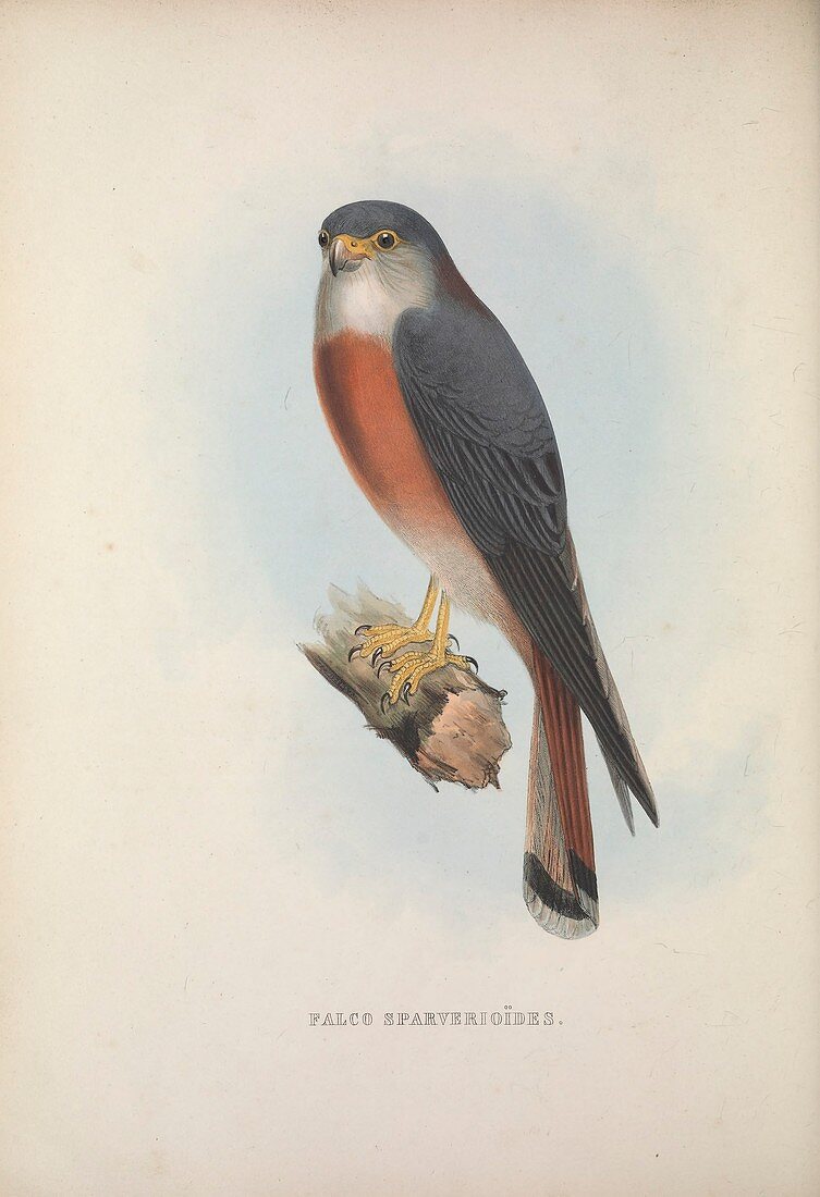American kestrel, 19th century illustration