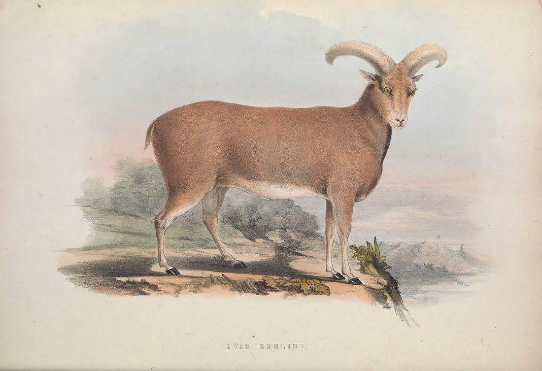 Mouflon, 19th century illustration