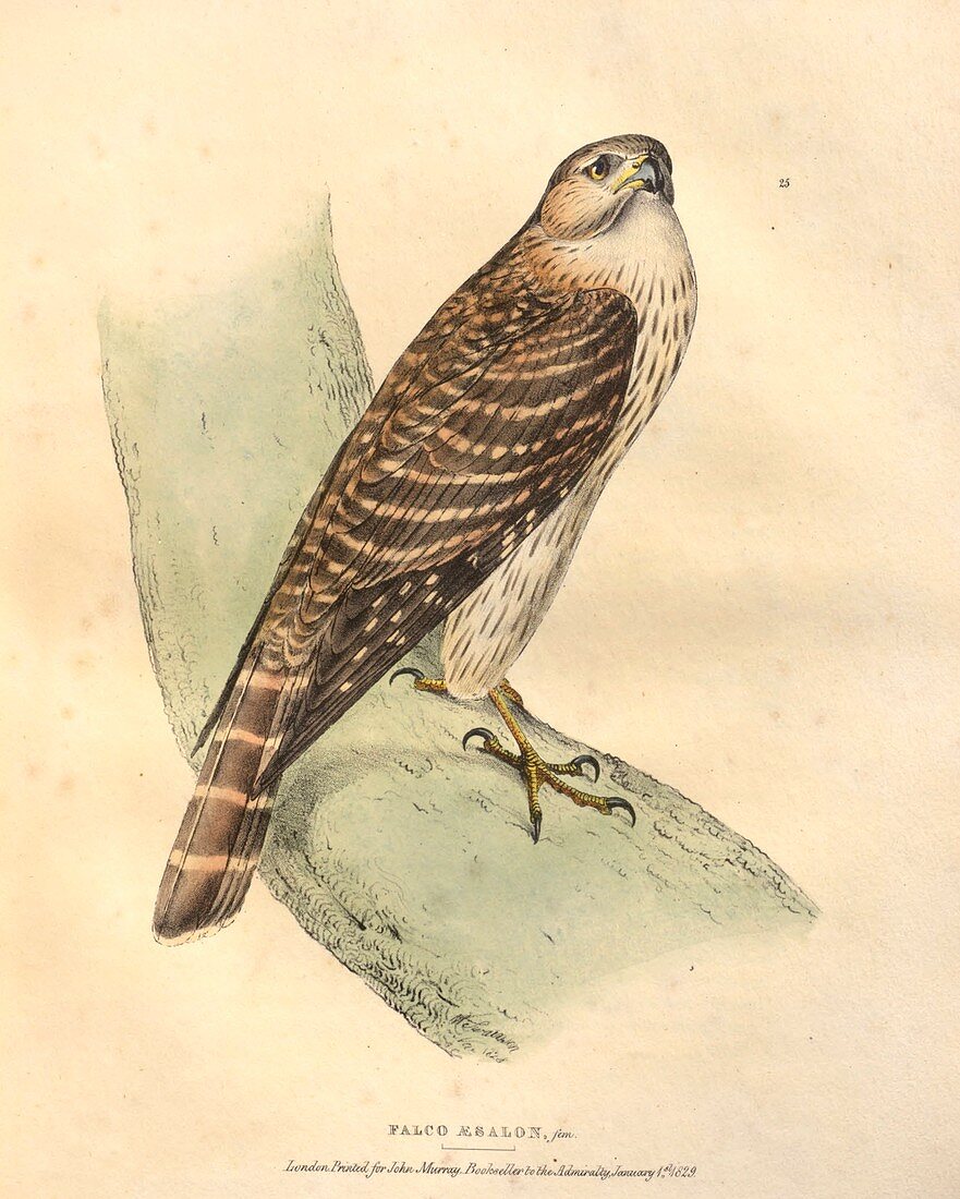Merlin, illustration
