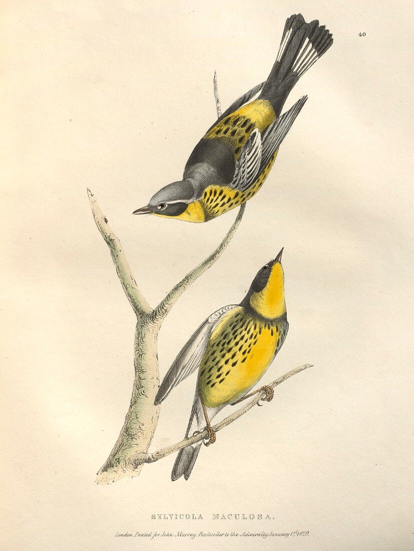Spotted warbler, illustration