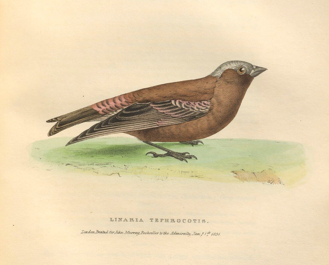 Gray-crowned rosy finch, illustration