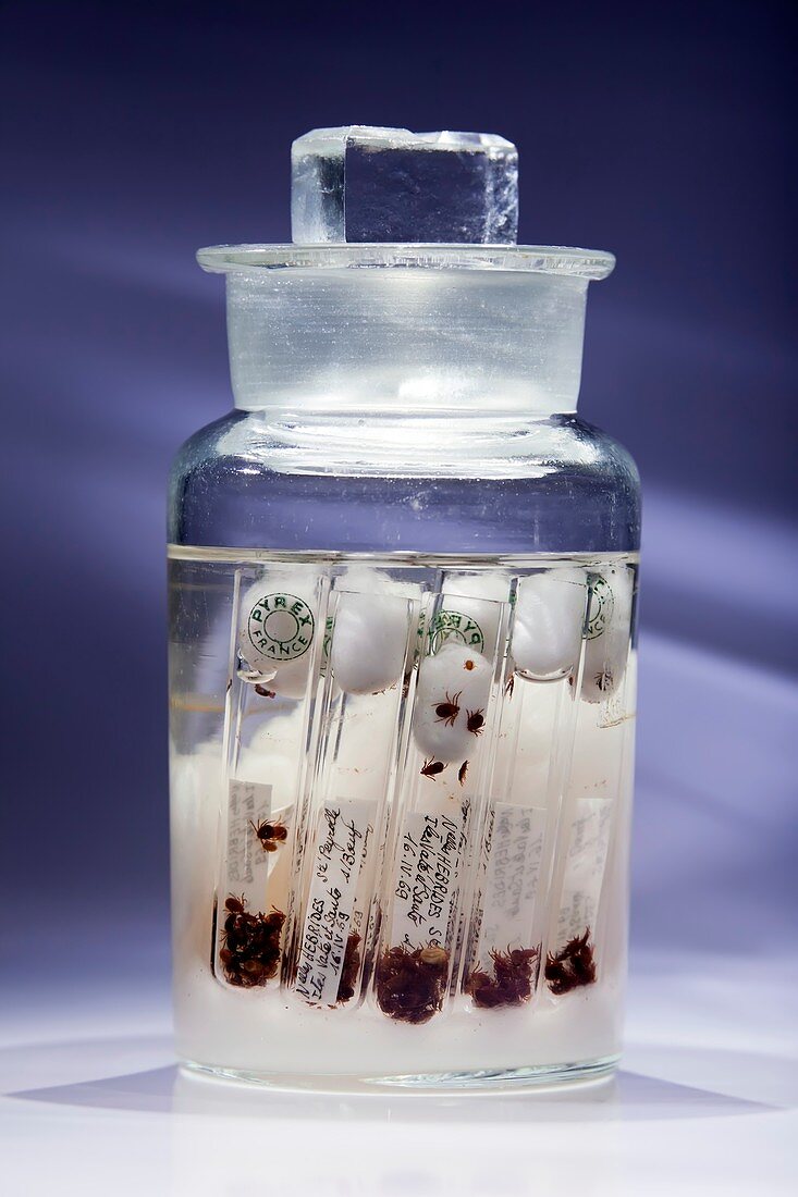 Ticks preserved in alcohol