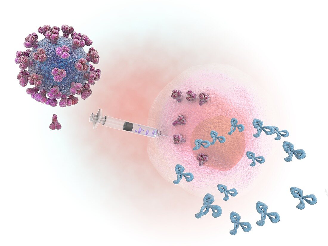 Immune response to covid-19, conceptual illustration