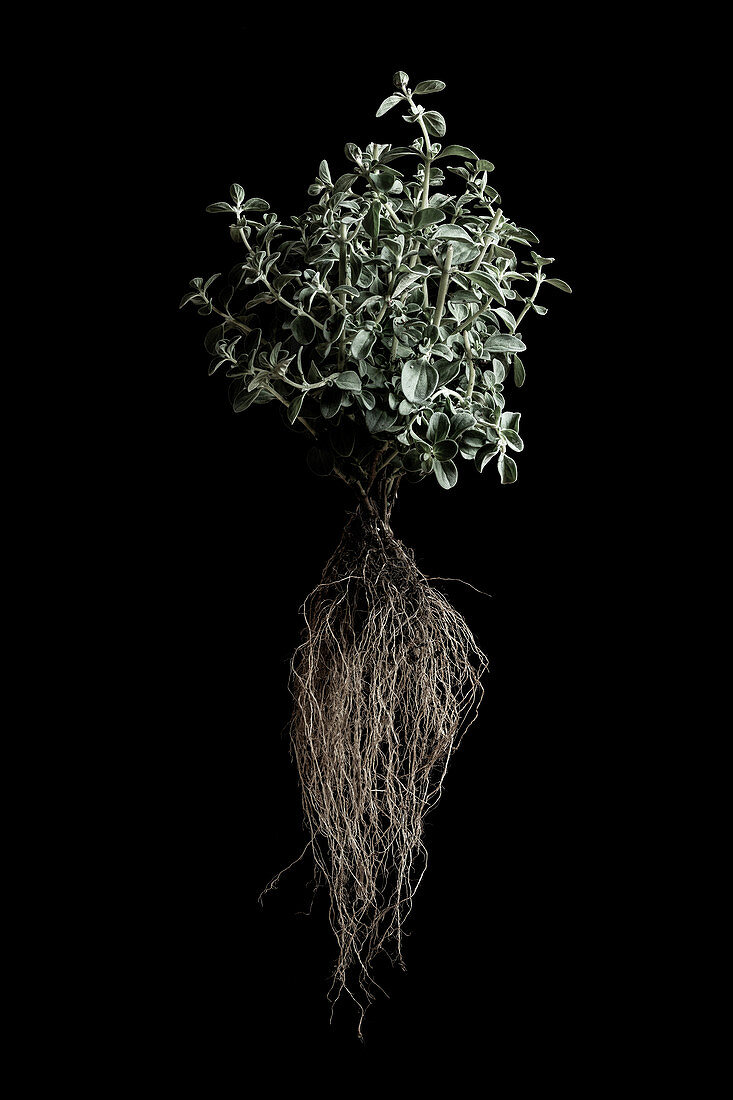 Marjoram plant (Origanum majorana)