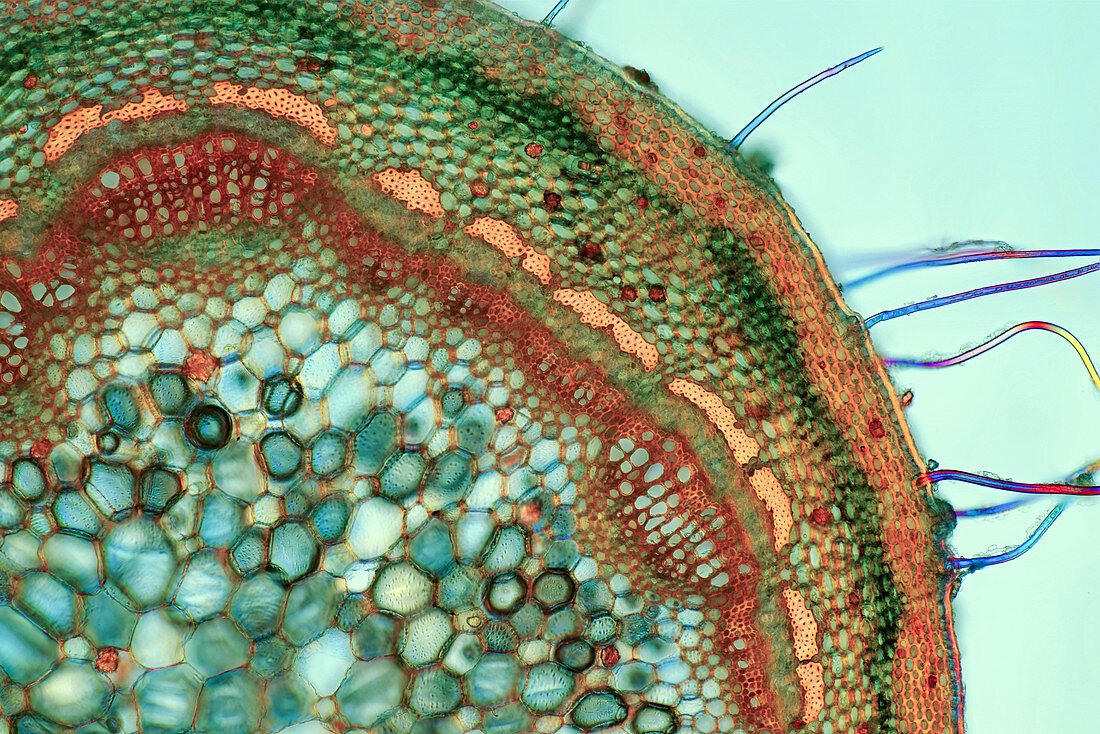 Rose stalk, light micrograph