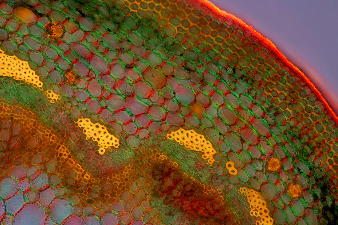 Rose stalk tissue, light micrograph