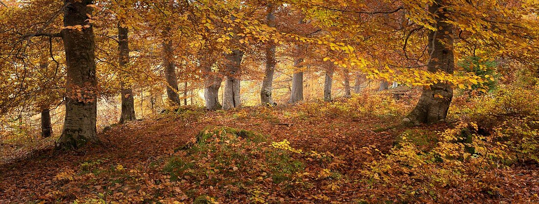 Beech (Fagus sylvatica) woodland in autumn