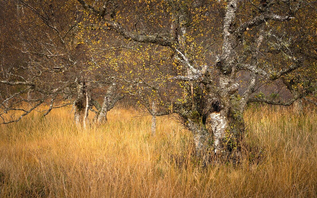 Silver birch trees in purple moor grass and rush pasture