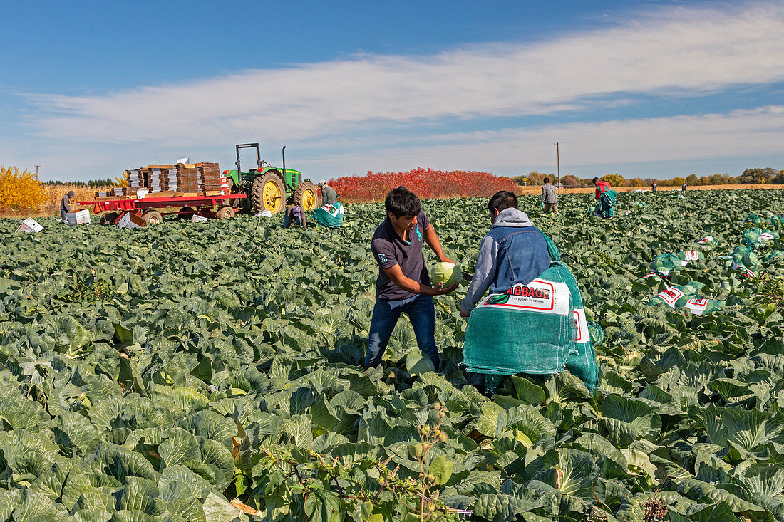 Cabbage harvest, Michigan, USA