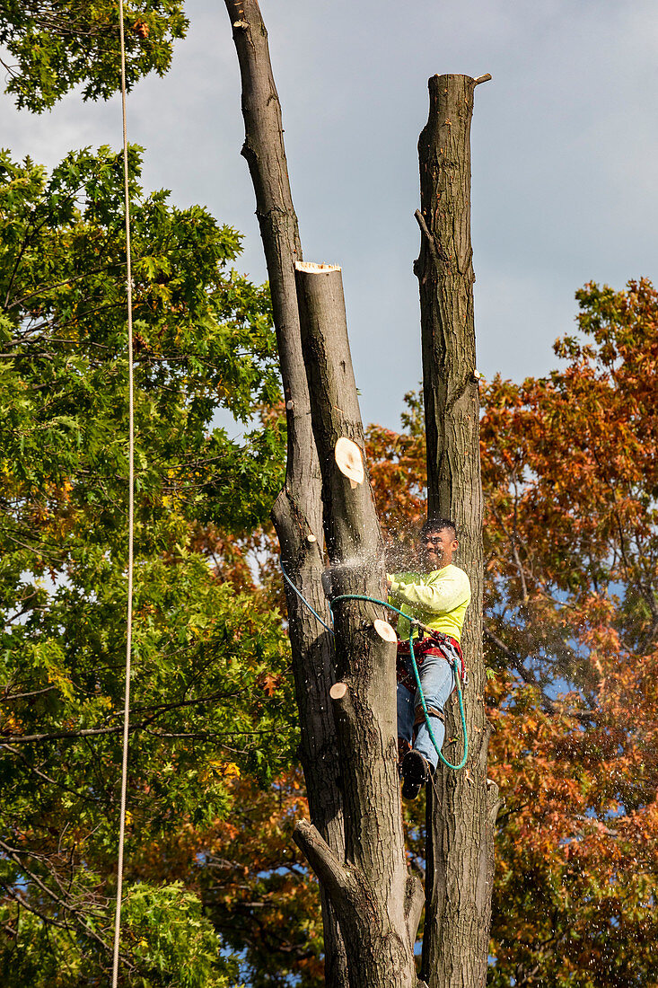 Tree surgeon at work