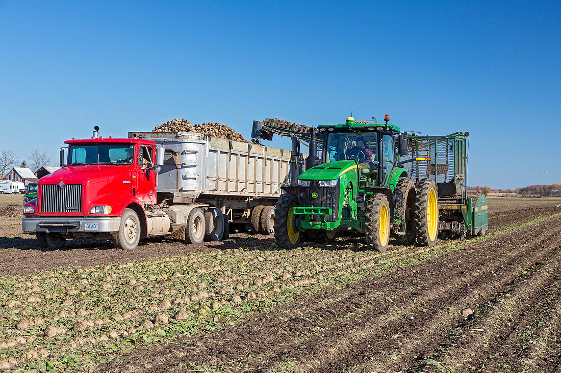 Sugar beet harvest