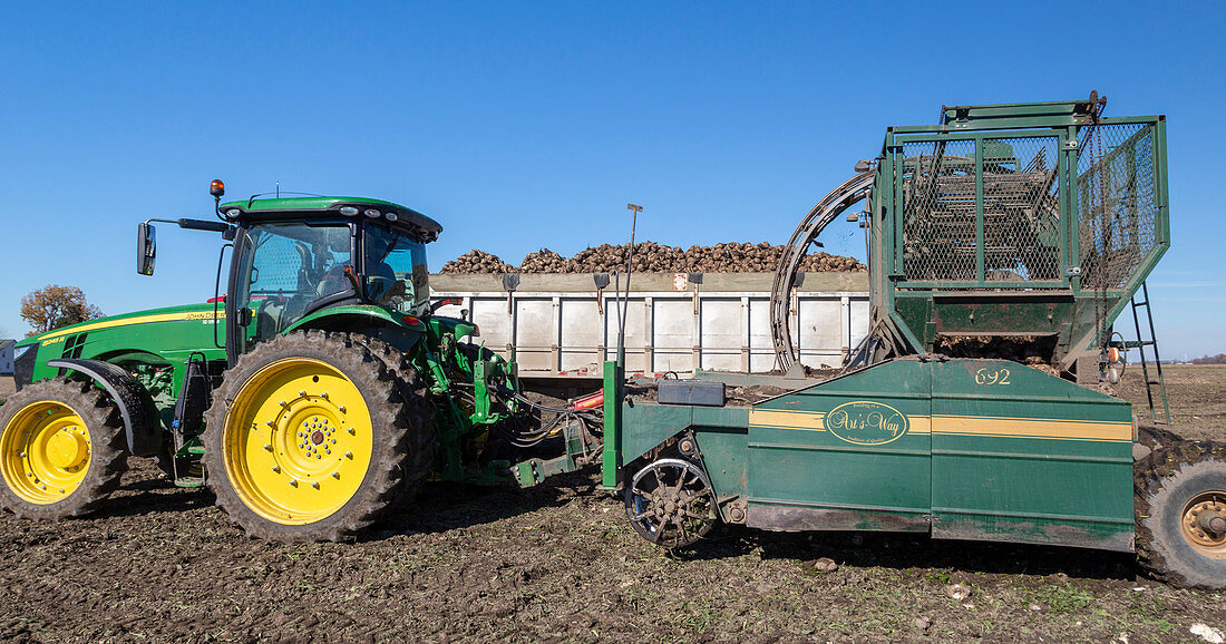 Tractor pulling a sugar beet harvester