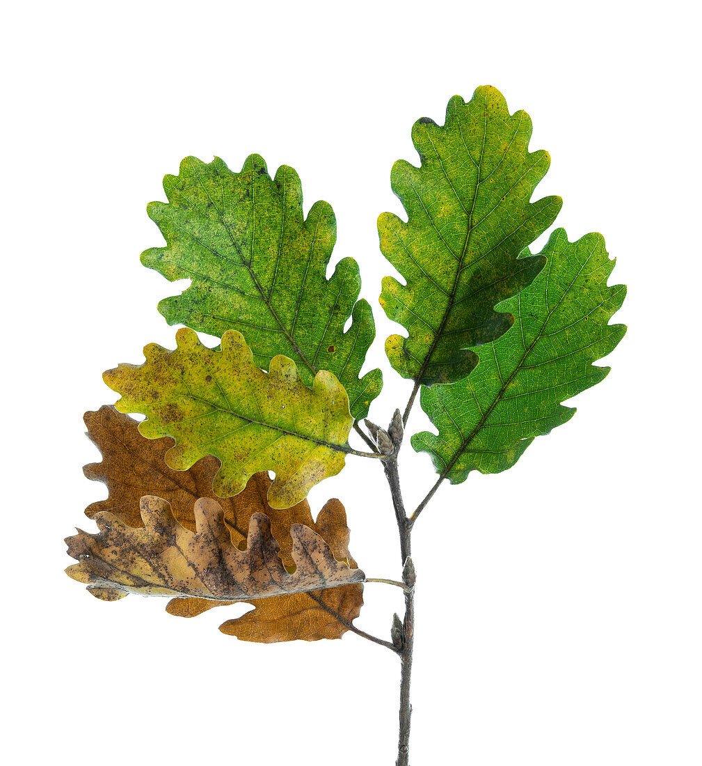Sessile oak (Quercus petraea) leaves