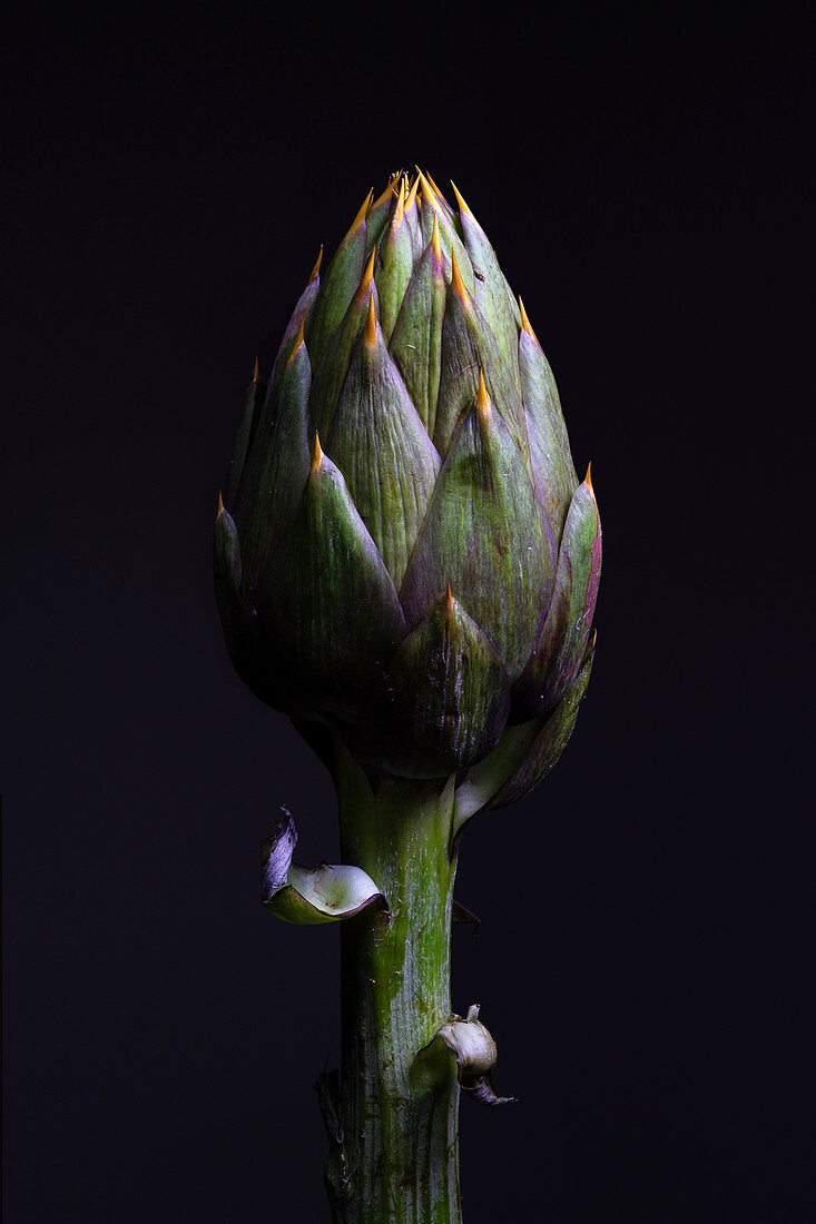 Spiny artichoke (Cynara scolymus) head