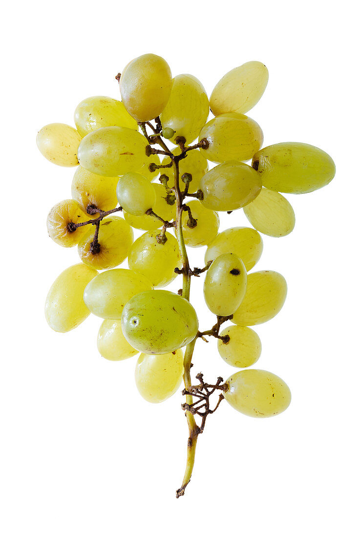 White table grapes (Vitis vinifera 'Pizzutello')