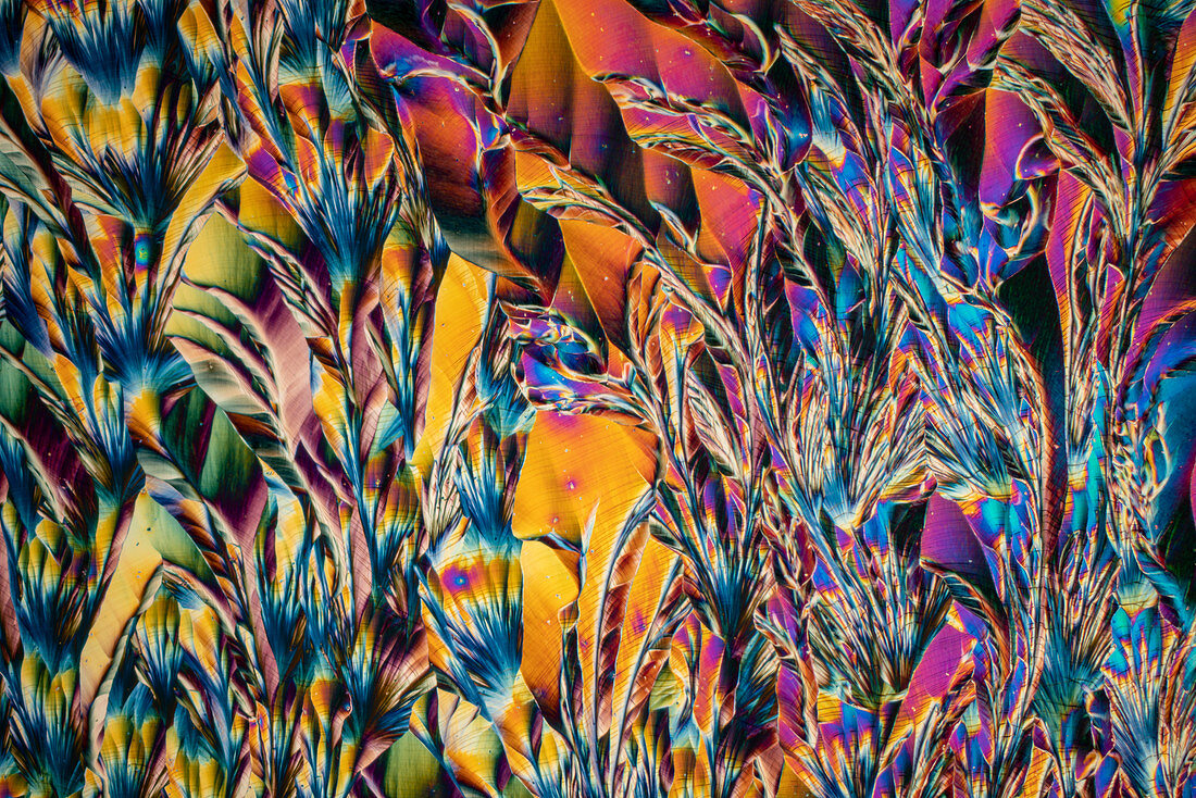 Salicine anti-inflammatory drug, polarised light micrograph