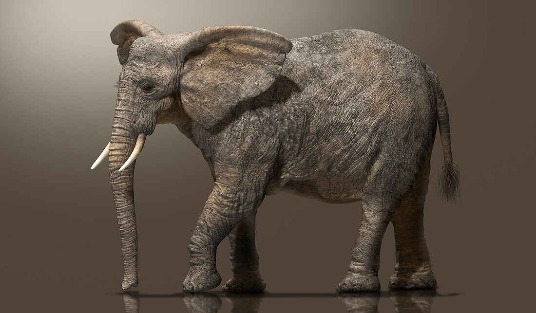 African elephant, illustration