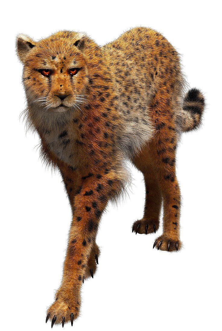 Cheetah, illustration