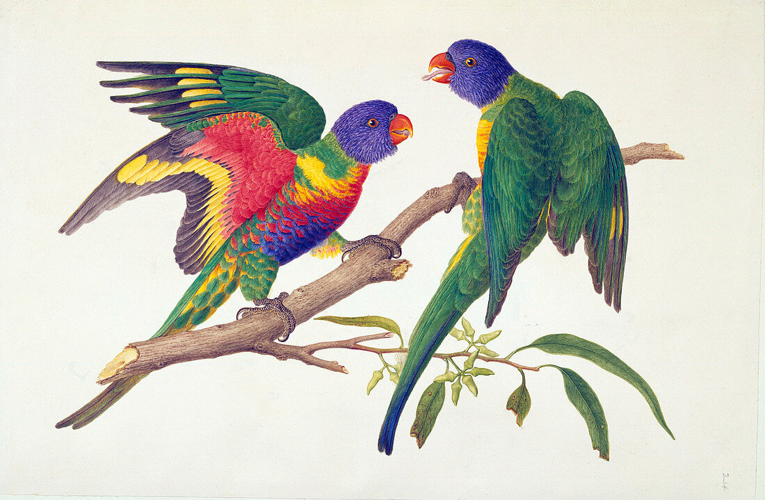 Rainbow lorikeets, 19th century illustration