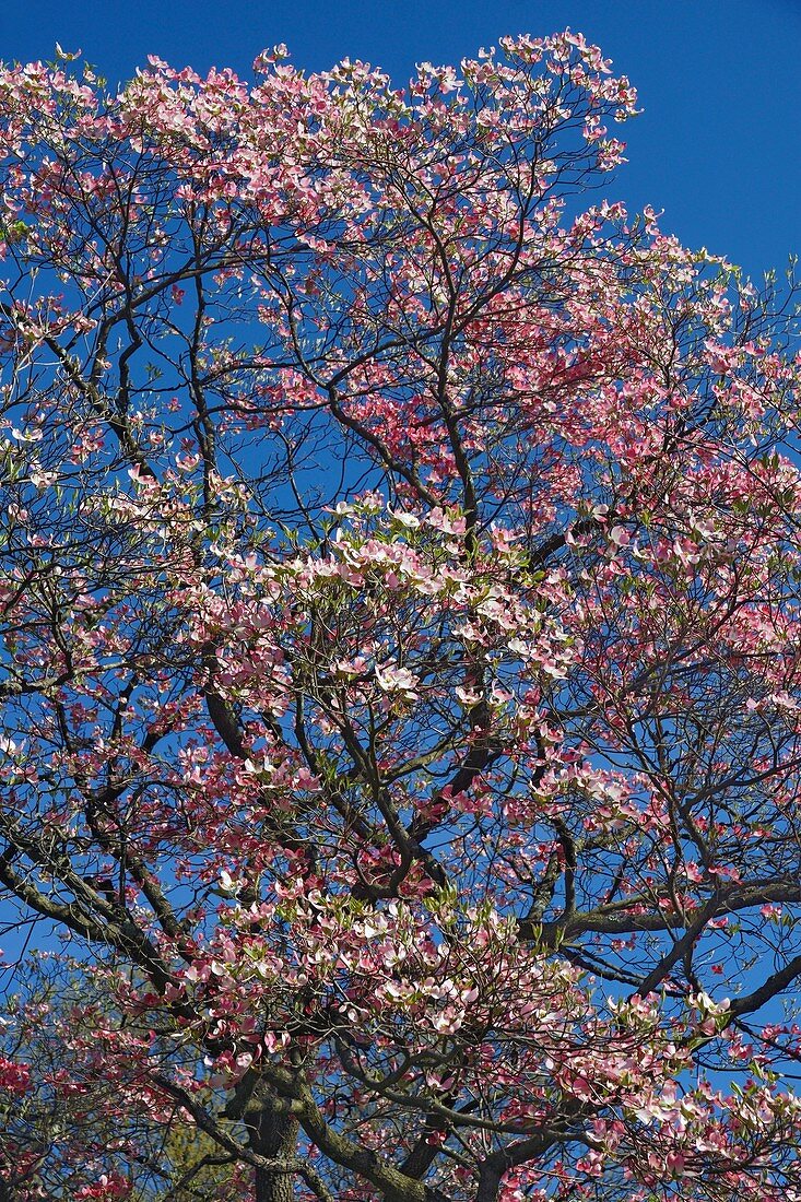 Flowering dogwood (Cornus florida) tree in blossom