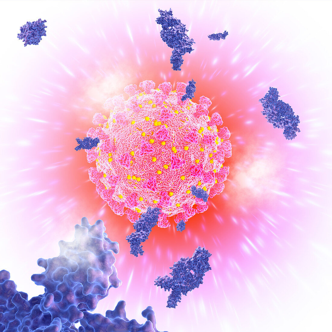 Antibodies and covid-19 coronavirus, illustration