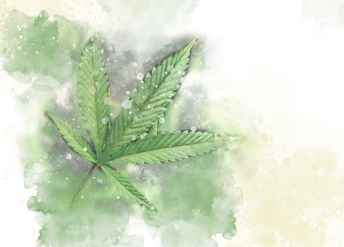 Cannabis leaf, illustration