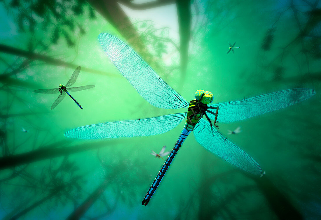 Prehistoric giant dragonfly, illustration