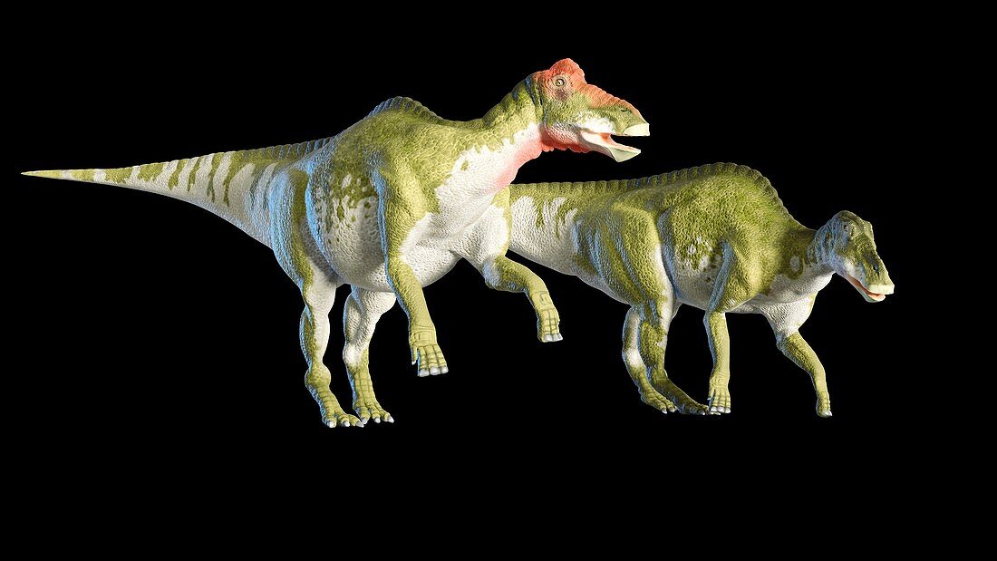 Artwork of a pair of Edmontosaurus