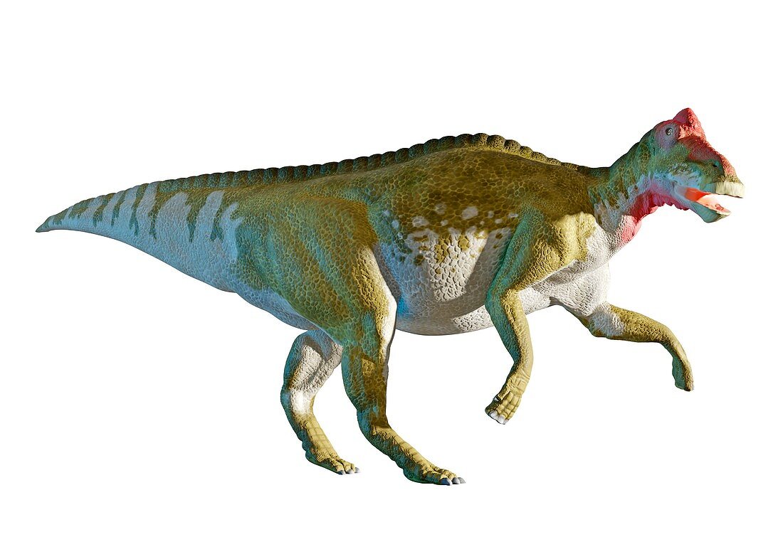 Artwork of a male Edmontosaurus