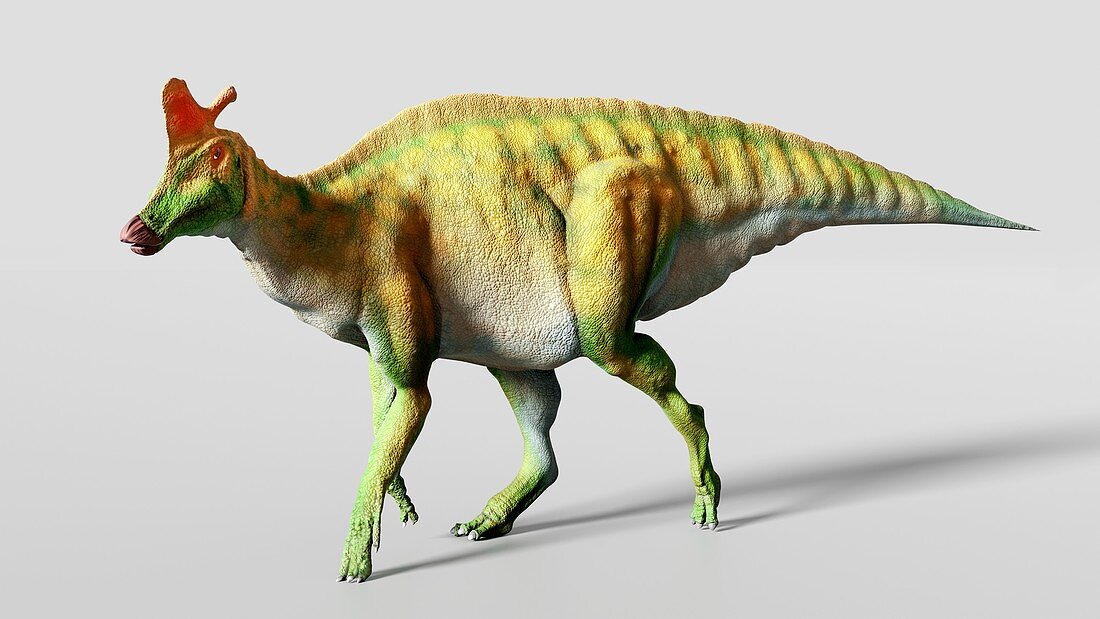 Artwork of the dinosaur Lambeosaurus
