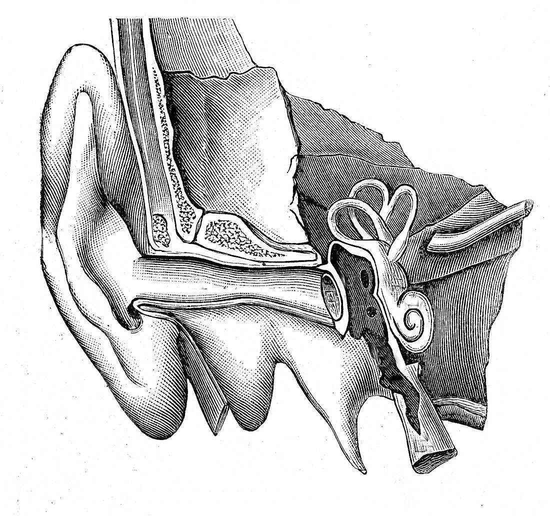 19th Century hearing aid, illustration
