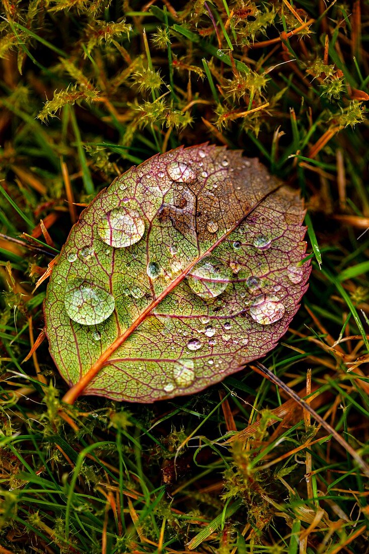 Rain droplets on a rose leaf
