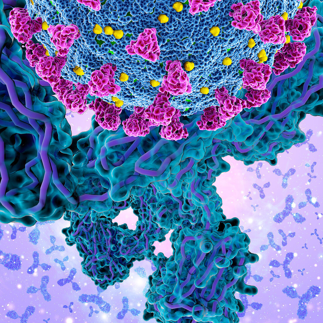 Antibodies and covid-19 coronavirus, illustration