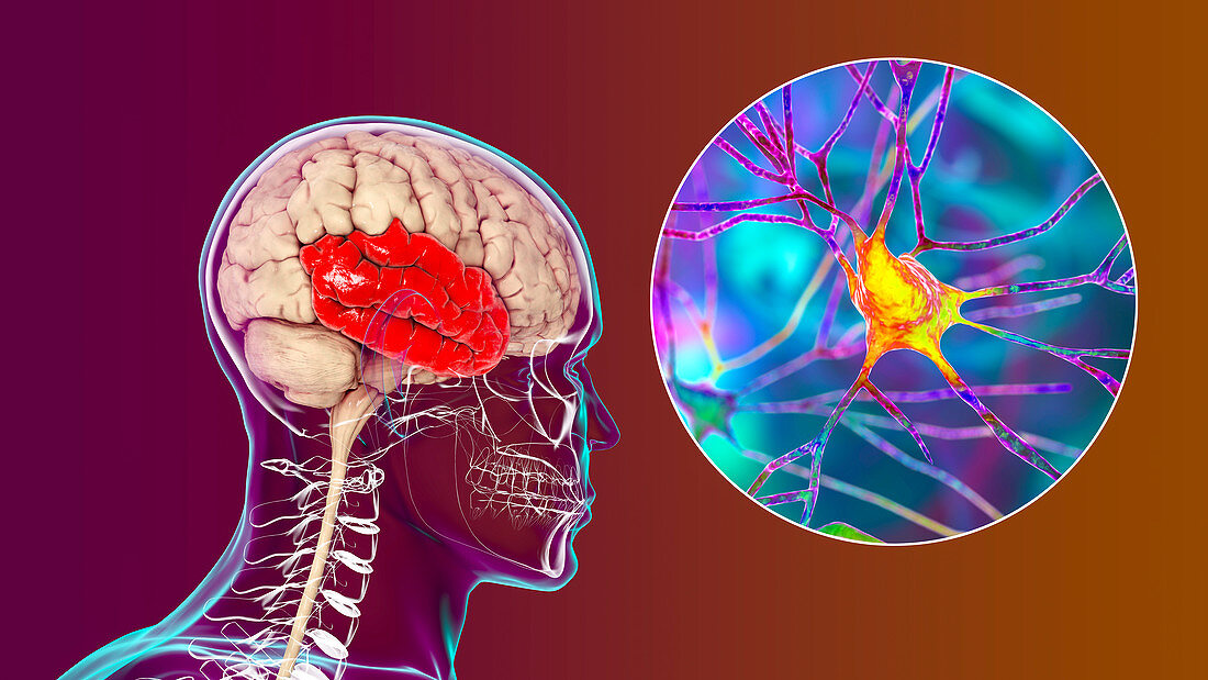 Human temporal lobe and neurons, illustration
