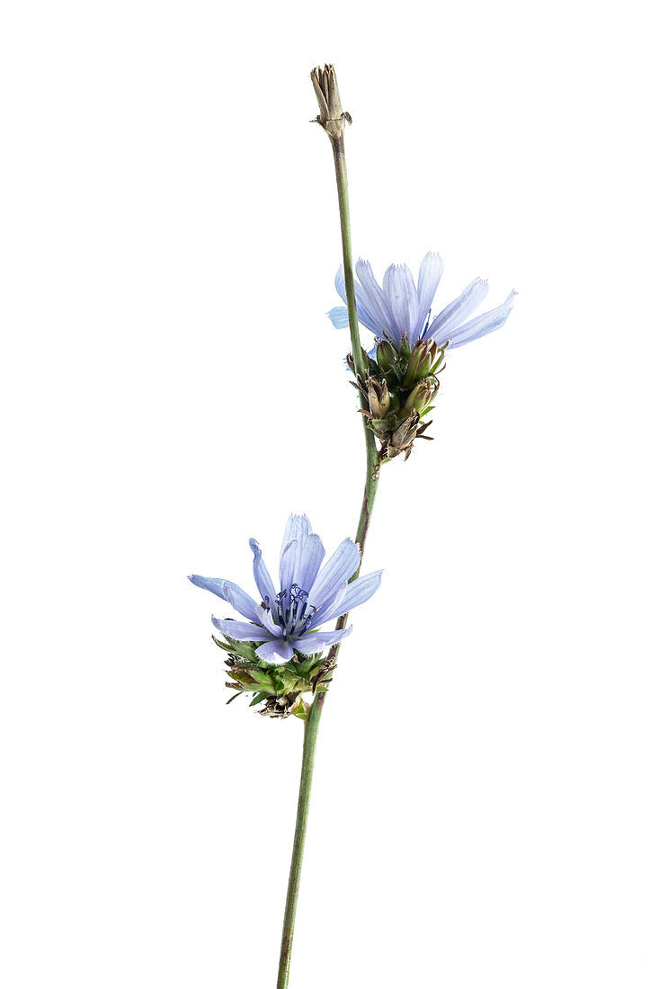 Chicory (Cichorium intybus) flowers