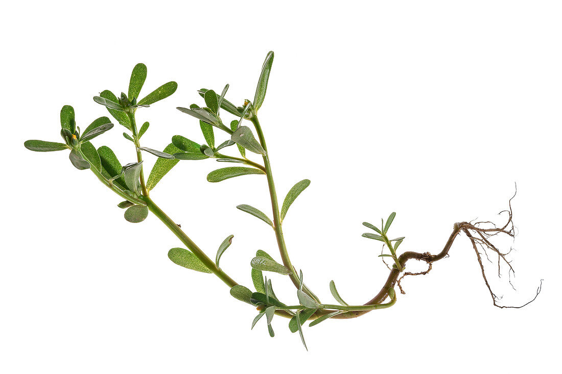 Common purslane (Portulaca oleracea)