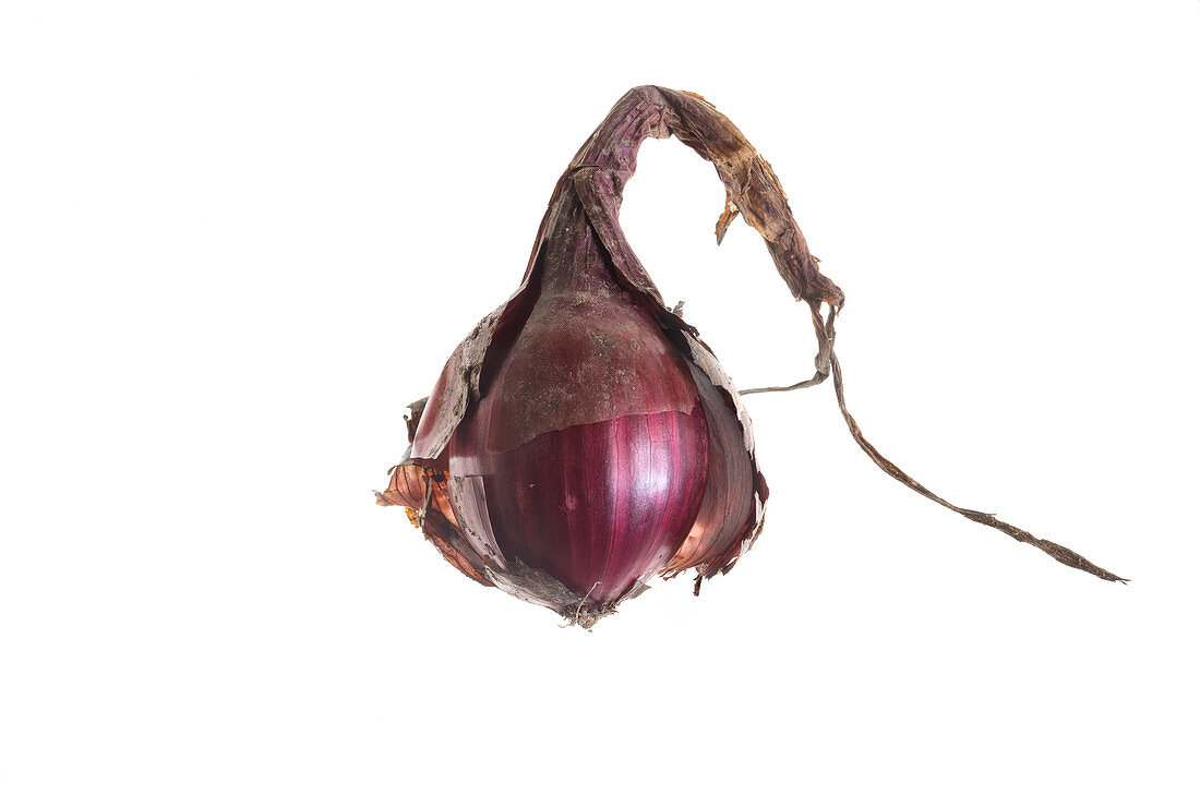 Organic Tropea onion