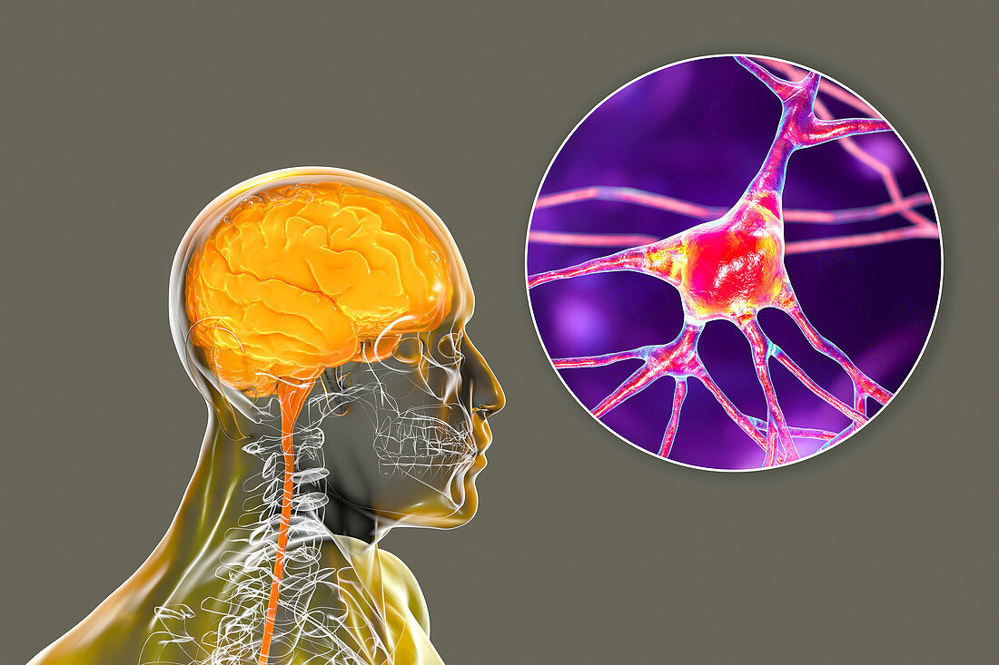 Human brain and neurons, illustration