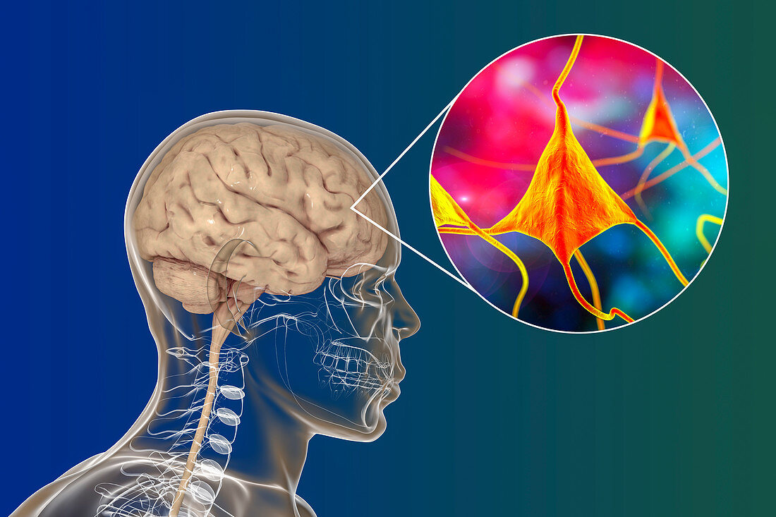 Human brain and neurons, illustration