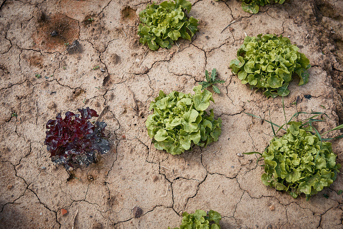 Fresh oak leaf lettuce on a dry field