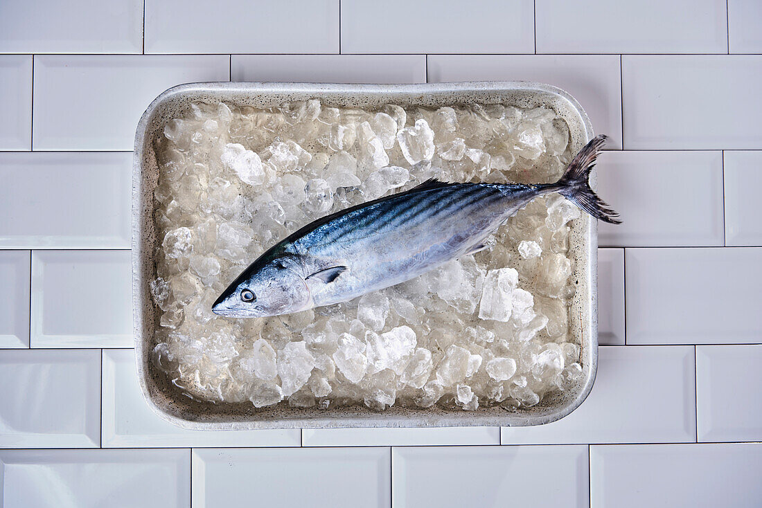 Whole bonito on crushed ice in an aluminum sheet