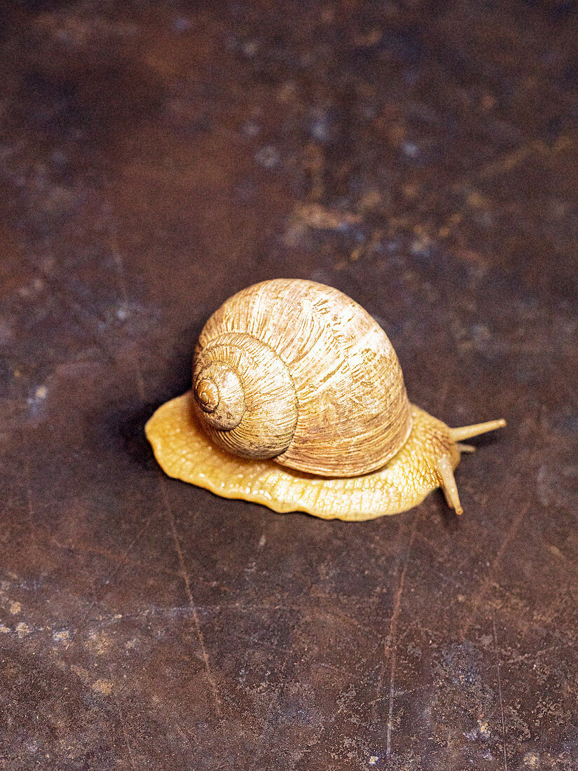 Lebendige Weinbergschnecke auf braunem Untergrund