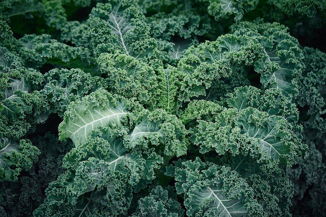 Fresh kale