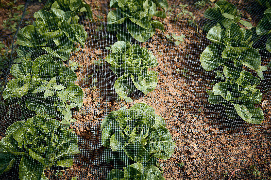 Organic Bibb Lettuce