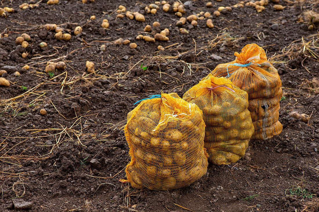 Potato harvest: sacks of potatoes in a field