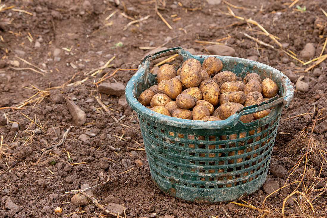 Freshly harvested potatoes in a basket