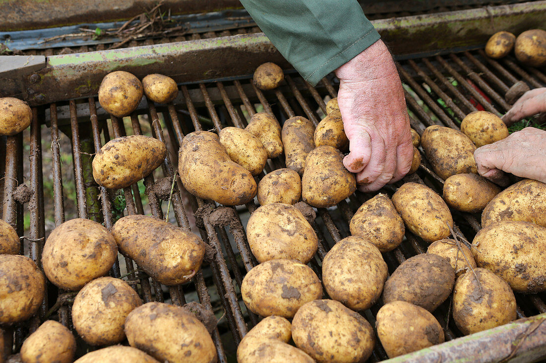 Kartoffelernte: Kartoffeln werden sortiert
