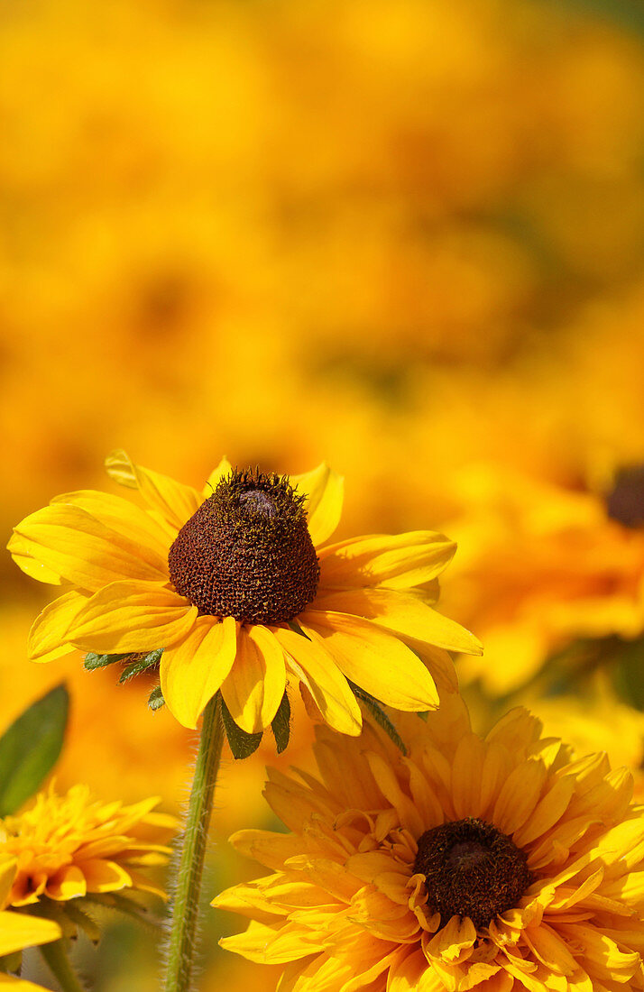 Black-eyed Susan (Rudbeckia hirta)