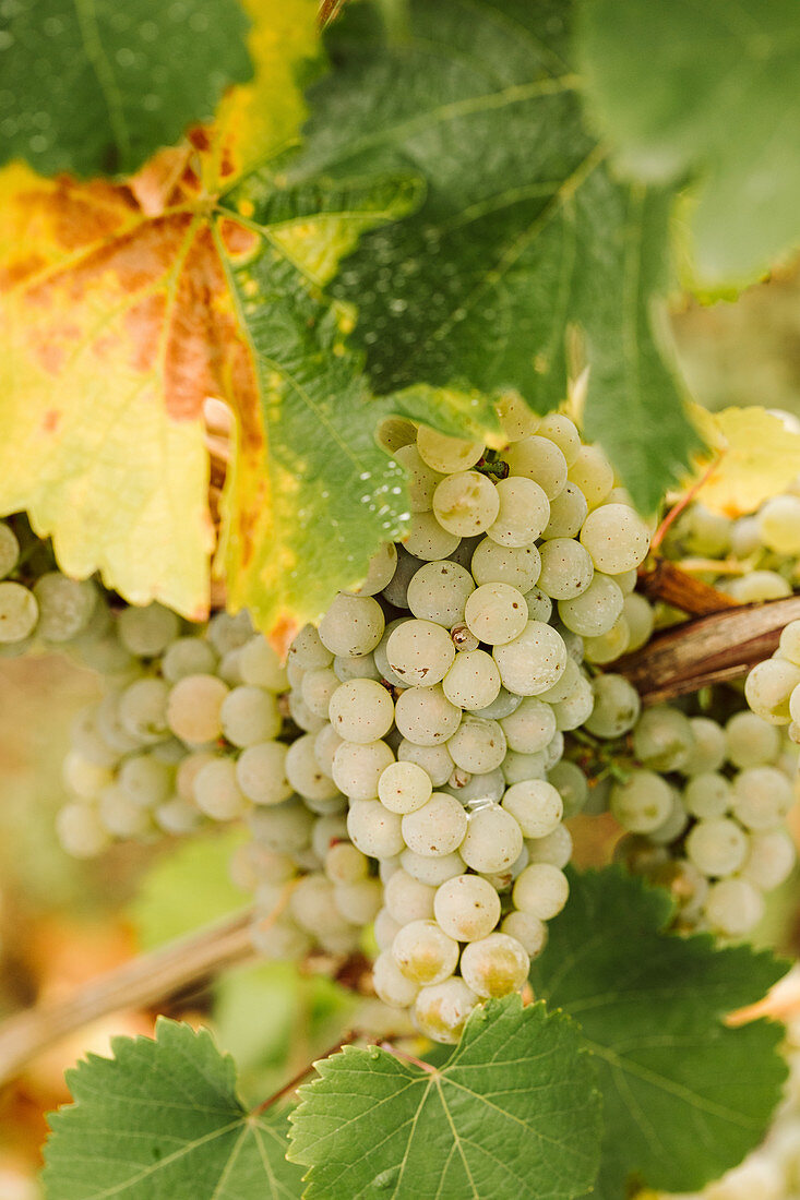 White grapes on a vine