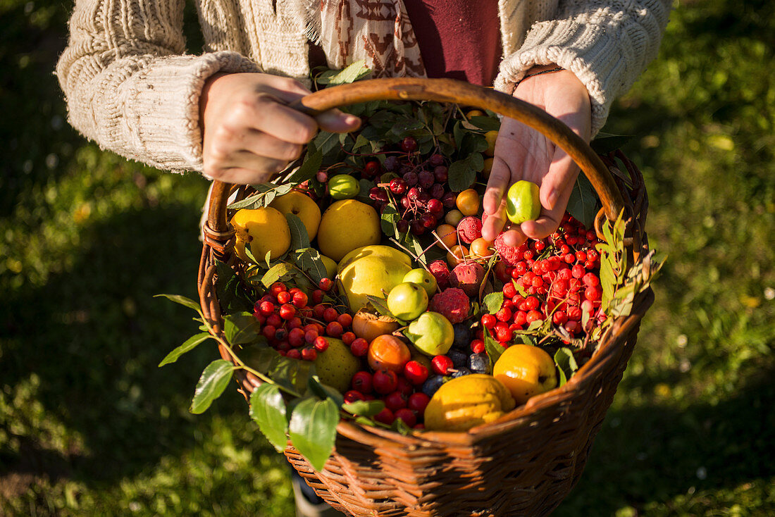 Woman holds a basket with freshly harvested wild fruits
